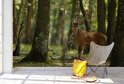 Fototapeta Jeleň v lese deer les forest stromy trees 